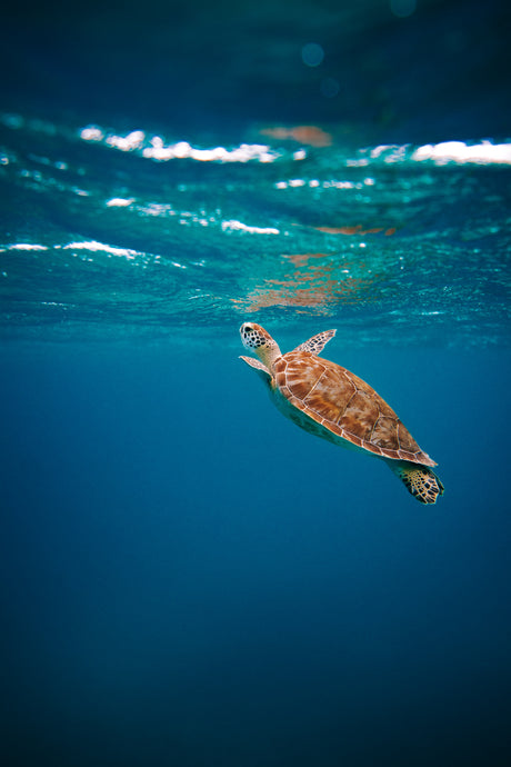 Sustainability - Why it's important?
